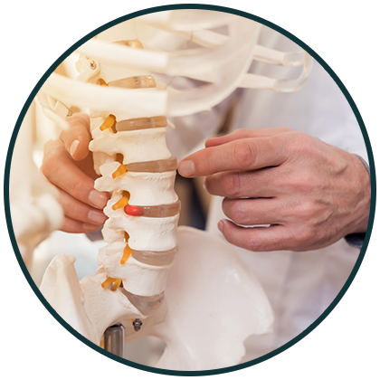 Image of a doctor pointing to a spine model
