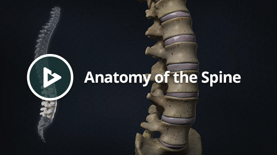 Anatomy of the spine thumbnail